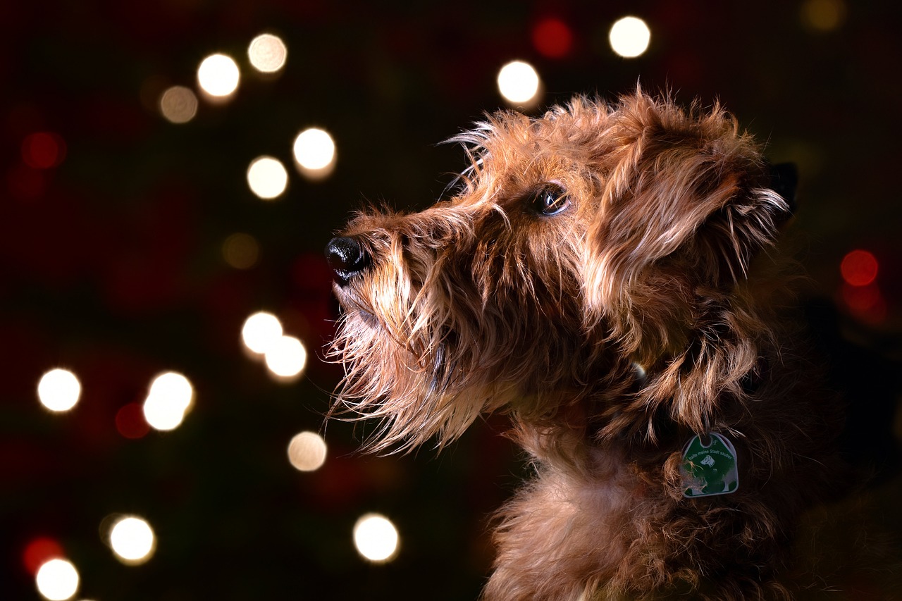 The Affectionate Nature of the Silky Terrier